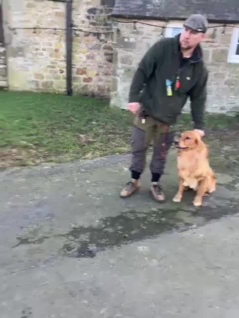 Golden Retriever dogs for sale: Beautiful Trained Golden Retriever  - Video 1