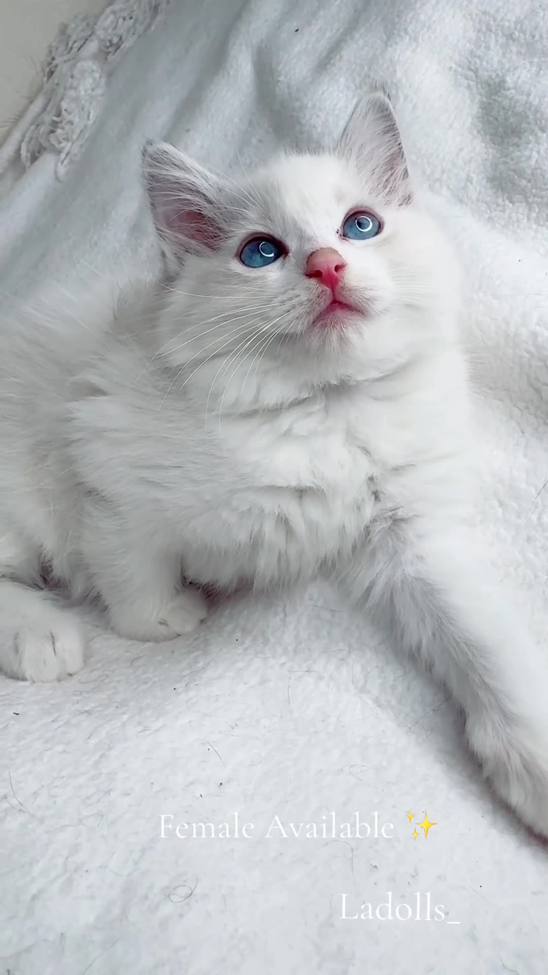 Ragdoll cats for sale: Pure Ragdoll Kitties available ✨ - Video 1