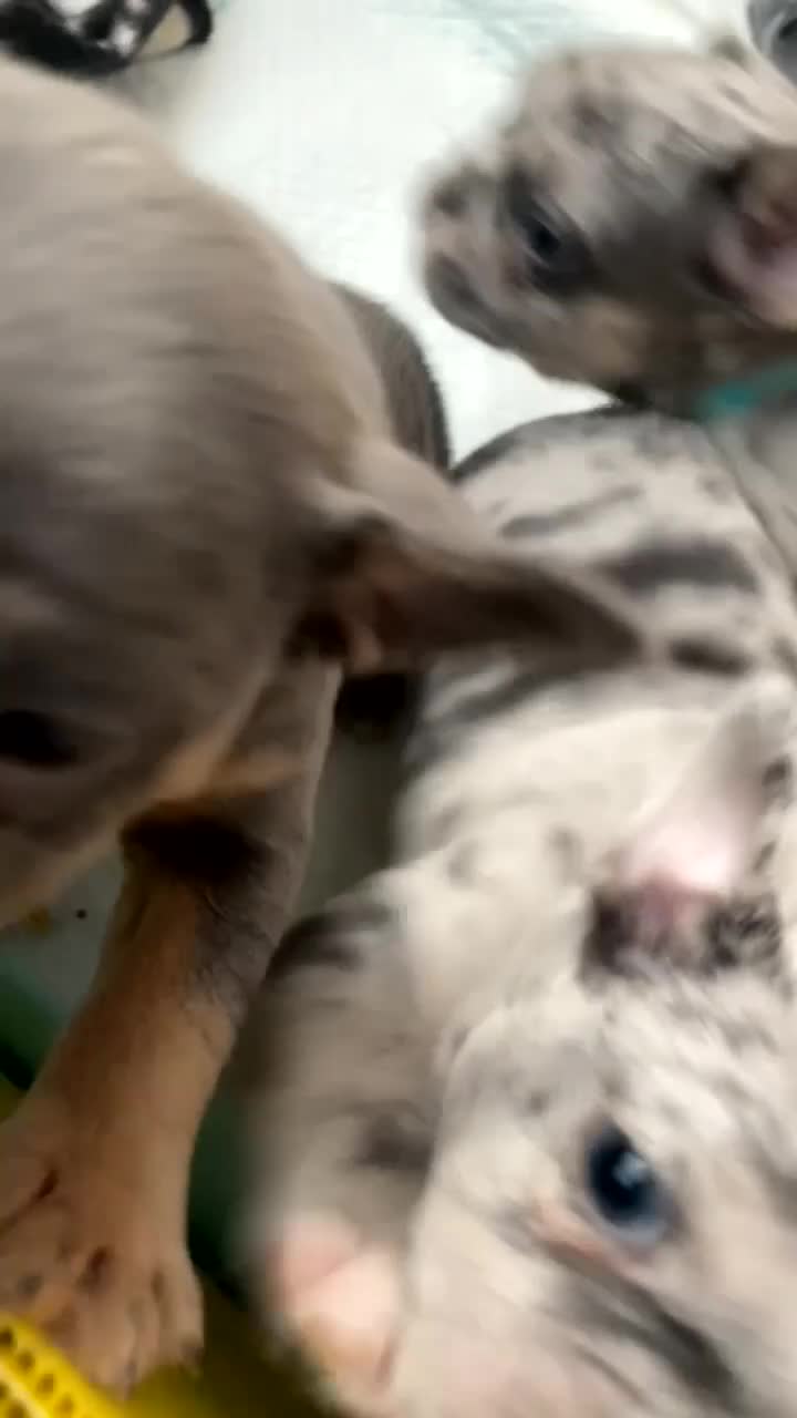 French Bulldog dogs for sale: Blue/Tan Merle & Blue/Tan French bulldog pups - Video 3