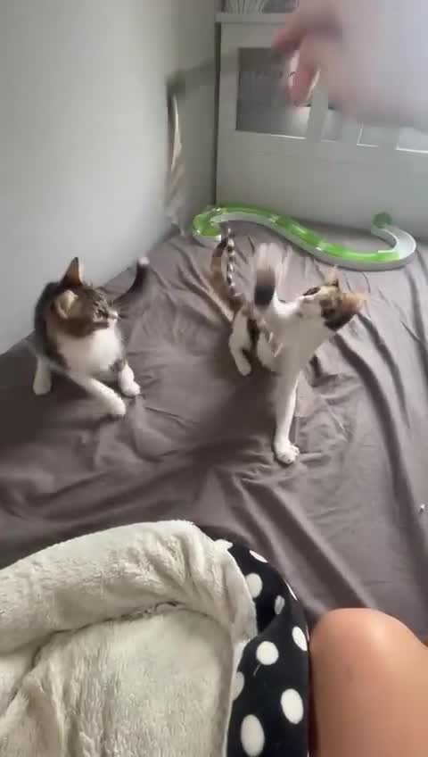 Mixed Breed cats for adoption: 🌸 From Survivors to Soulmates – Adopt Alba & Bogo - Video 2