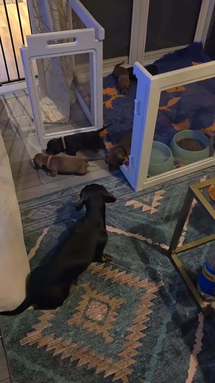 Miniature Dachshund dogs for sale: Kc registered minature Dachshunds - Video 1