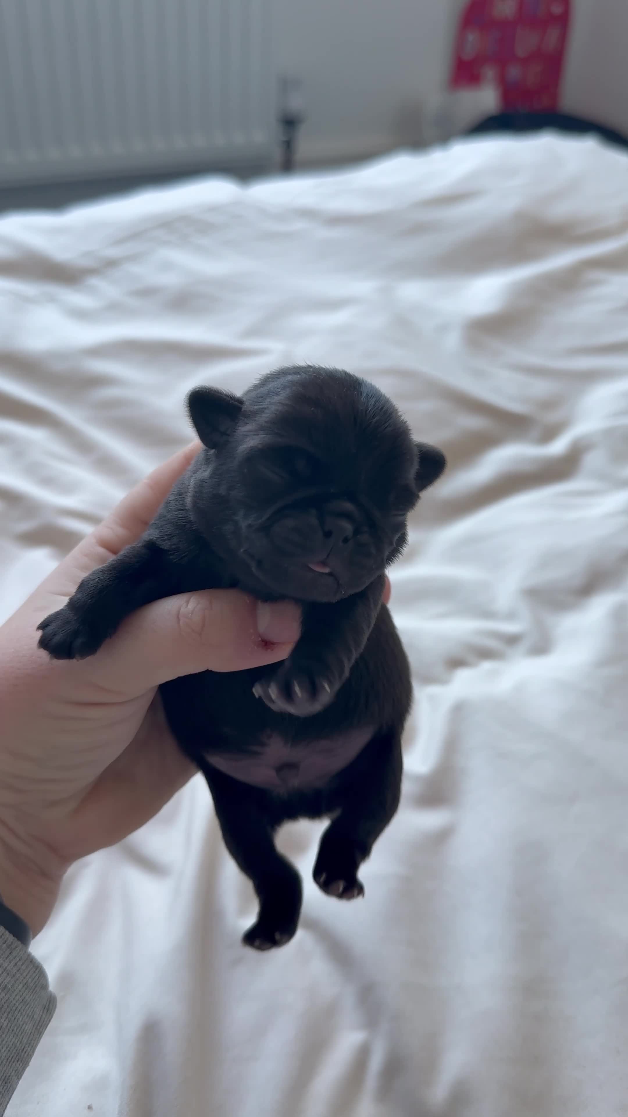 Pug dogs for sale: 🐾 Beautiful Pug Puppies 🐾 - Video 1