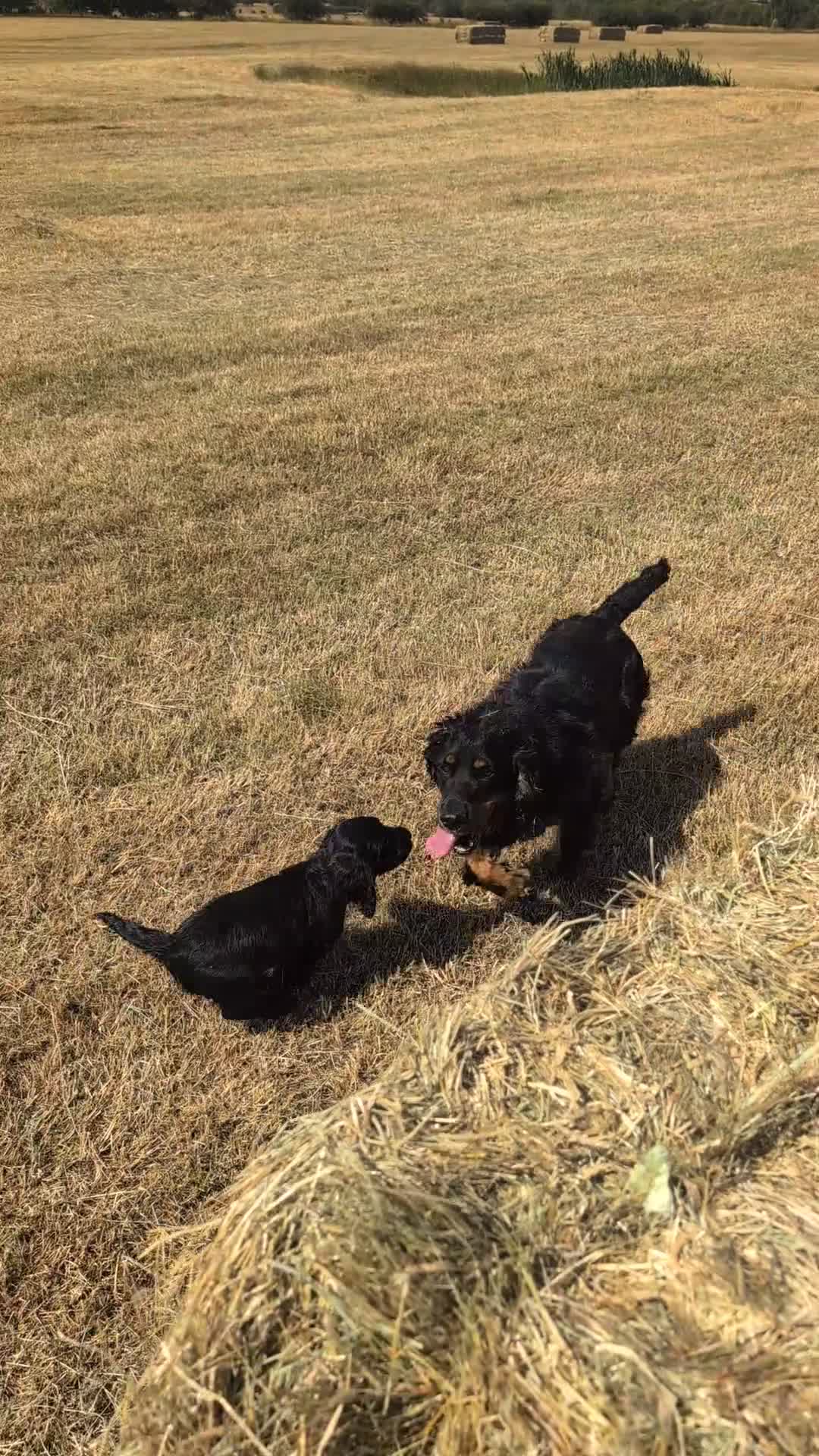 Cocker Spaniel dogs for sale: Ready now, black male pedigree cocker spaniel pup - Video 1