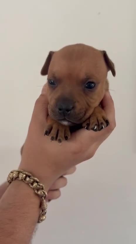 Staffordshire Bull Terrier dogs for sale: KC Red Staffordshire Bull Terriers ❤️❤️🏆🩸 - Video 2