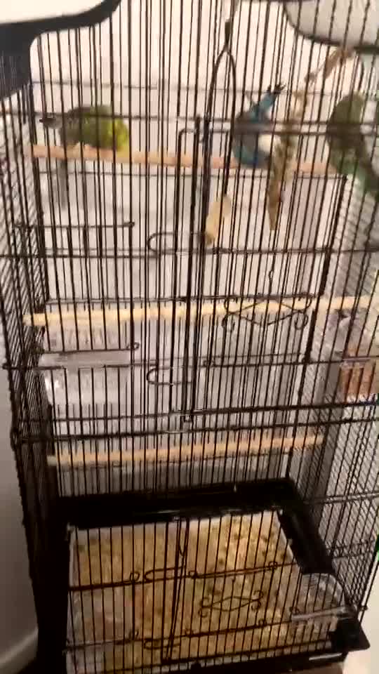 Budgerigars birds for sale: 1 boy budgie and 2 girls budgies  in Leeds - Video 1