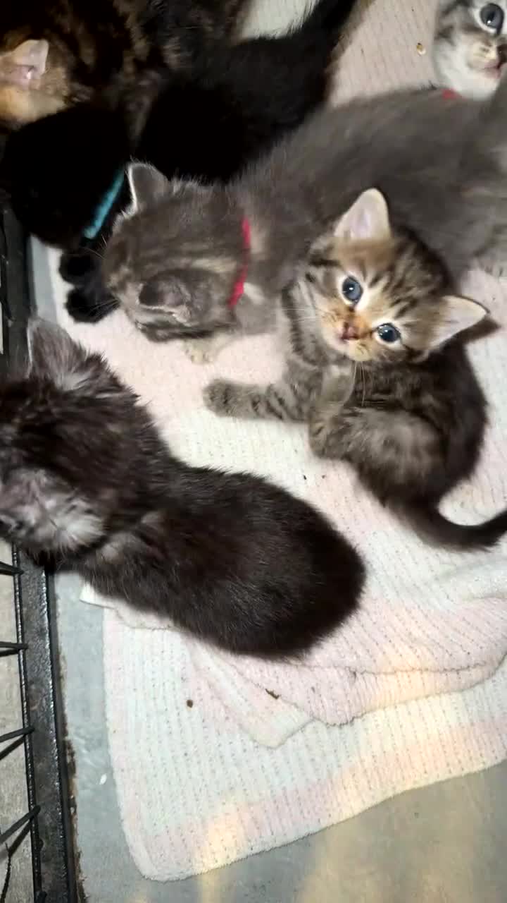 Mixed Breed cats for sale: 6 British Shorthair cross kittens  - Video 1