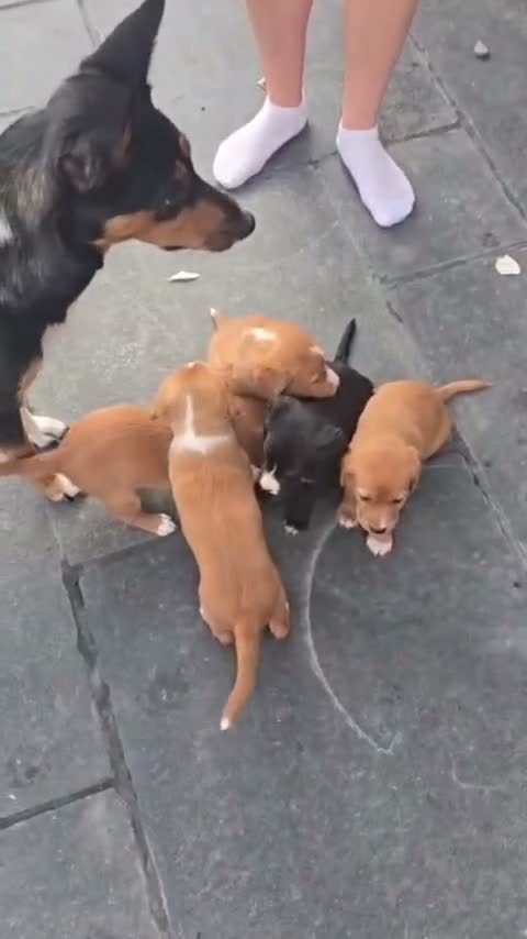 Mixed Breed dogs for sale: Border Kelpie x Cocker puppies - Video 3