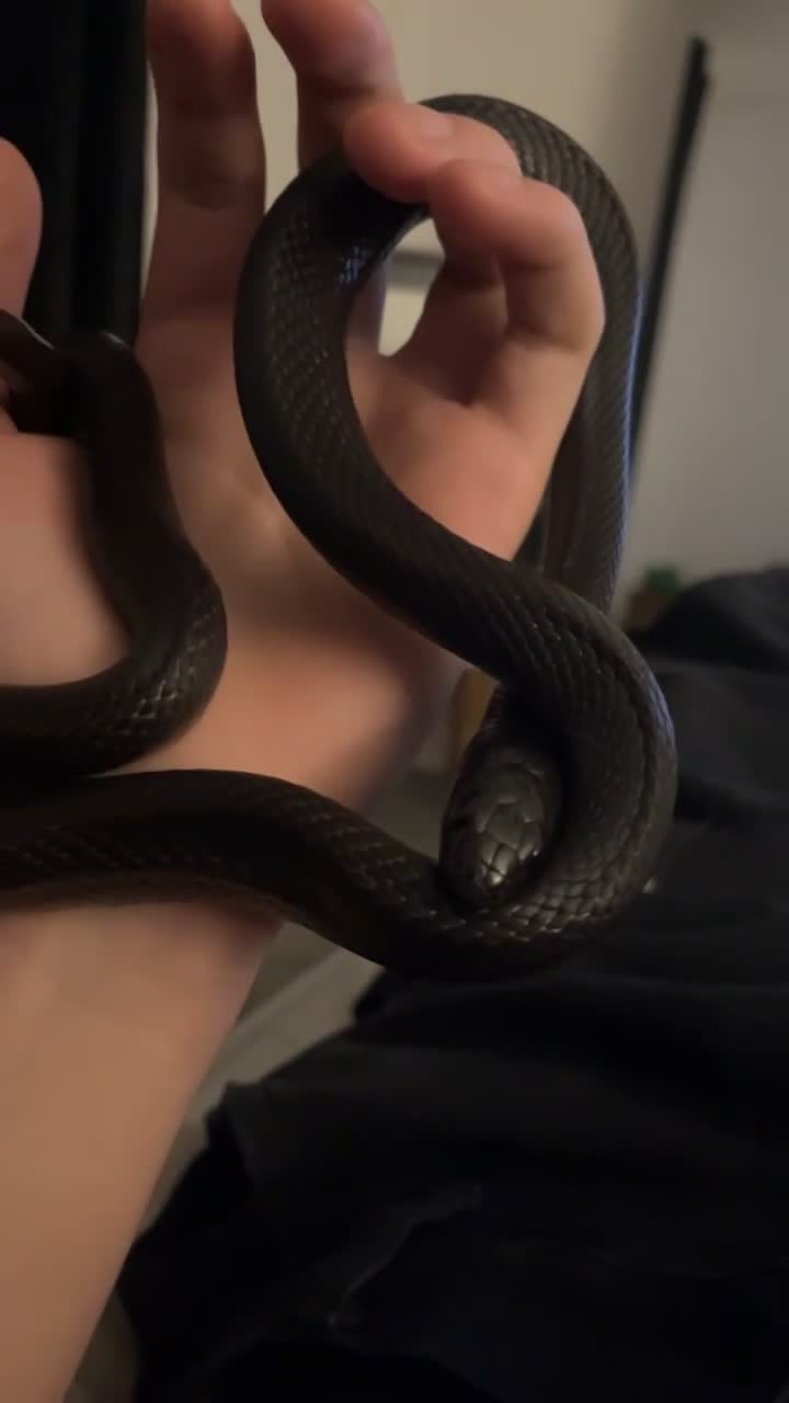 King Snake reptiles for sale: Black Mexican king snake 🐍  in Southampton - Video 1