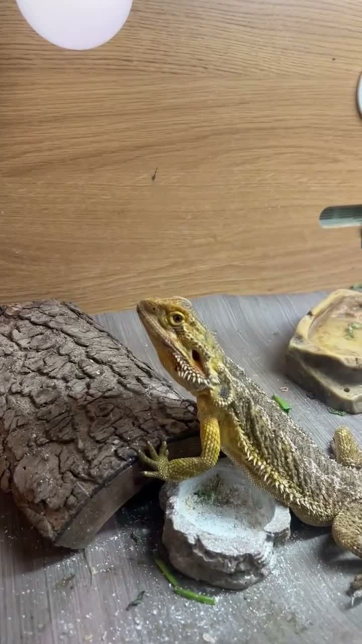 Bearded Dragon reptiles for sale: Bearded dragon male in Colchester - Video 1