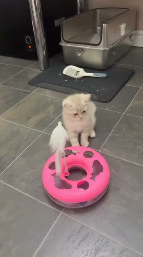 British Shorthair cats for sale: Beautiful British shorthair kittens  - Video 1