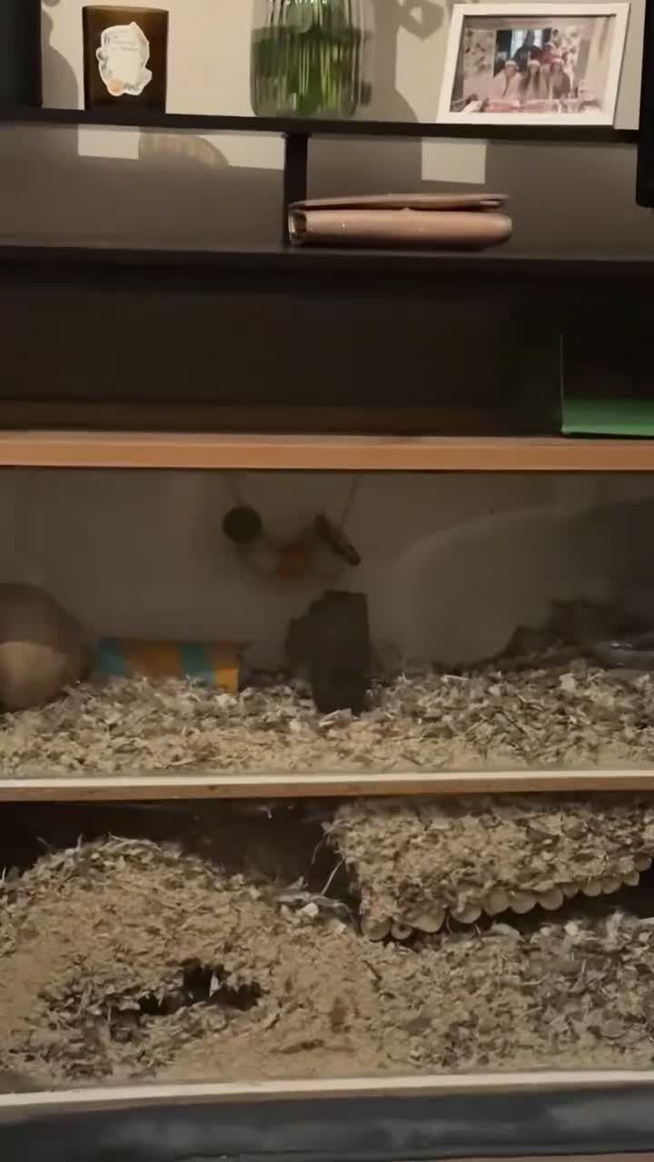 Gerbil rodents for sale: 2 male Gerbils free to good home - Video 1