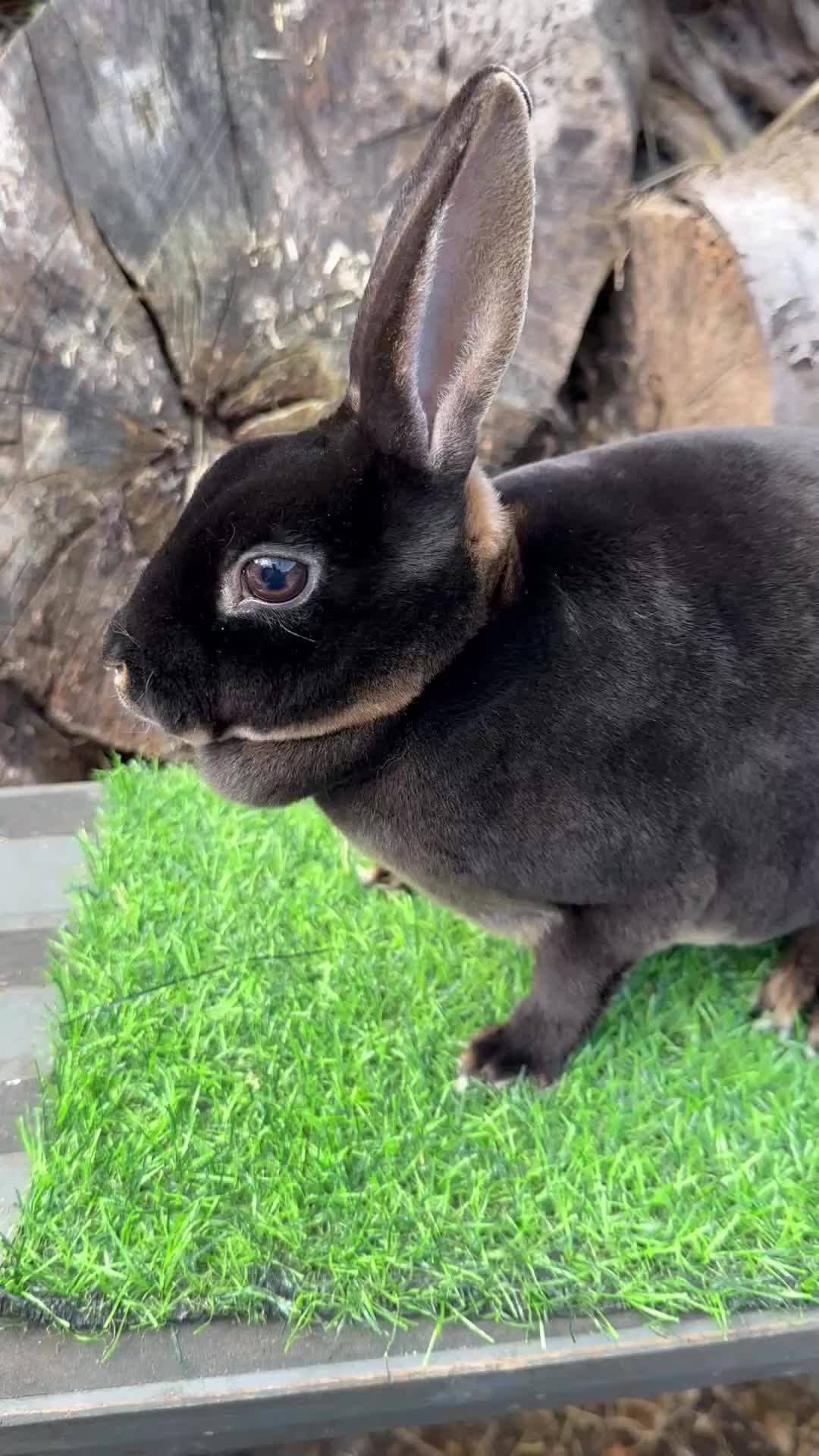 Rex rabbits for sale: Various Mini Rex  - Video 1