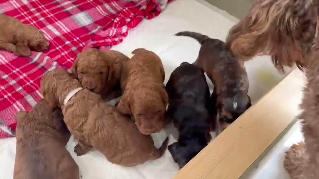 Cockapoo dogs for sale: Stunning Cockapoo puppies for sale in Bolton - Video 1