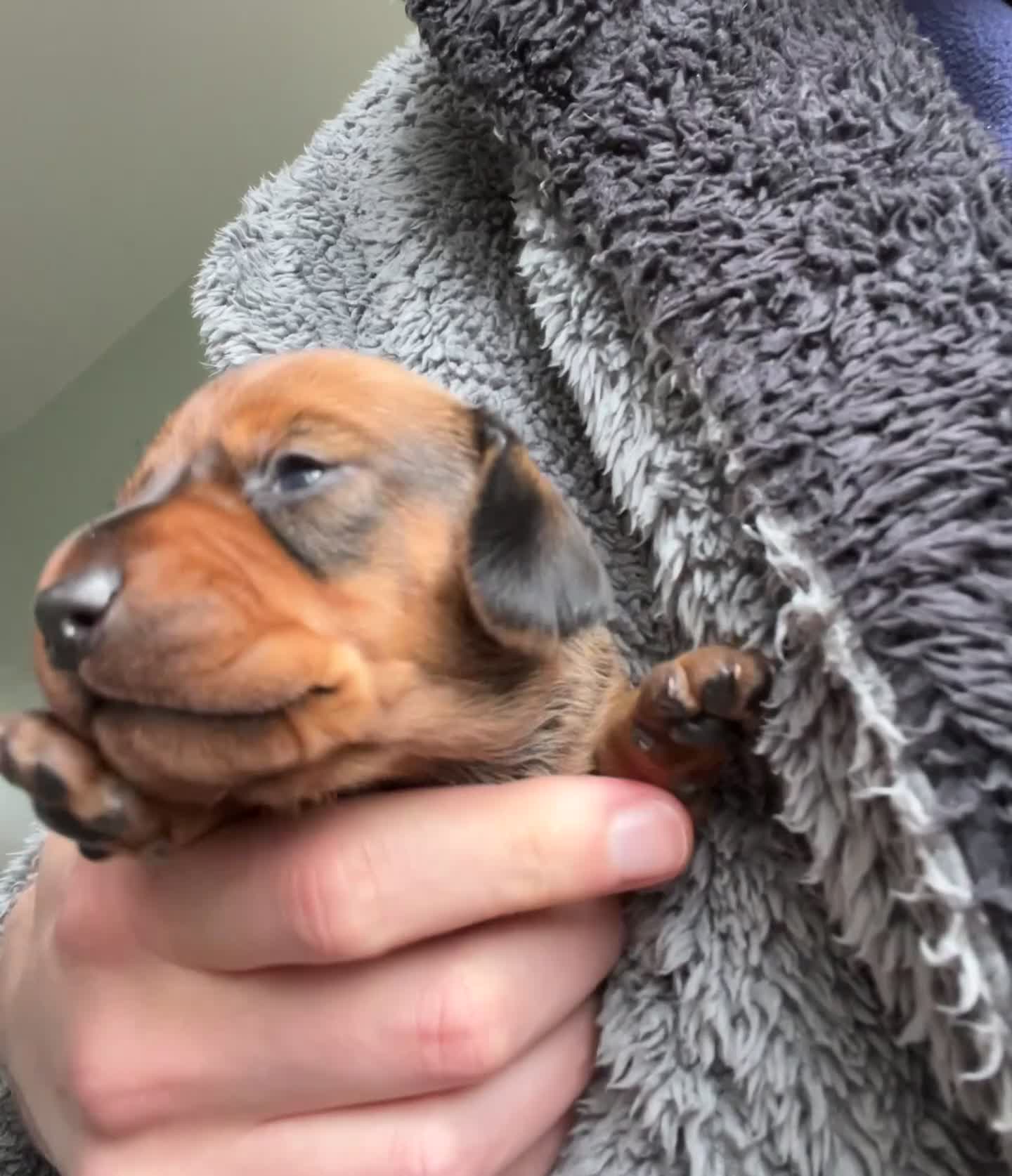 Miniature Dachshund dogs for sale: 1 little shaded red miniature dachshund girl left  - Video 5