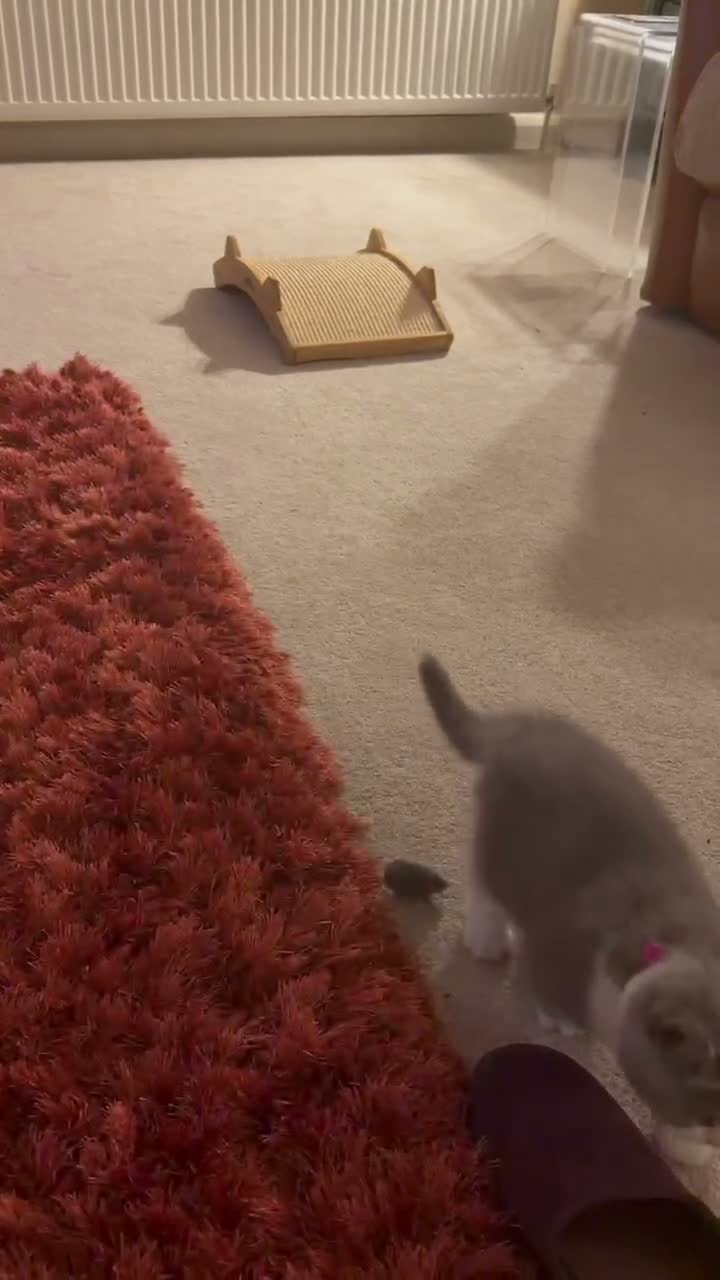 British Shorthair cats for sale: British Shorthair Bi-Colour Kitten Blue & White - Video 1