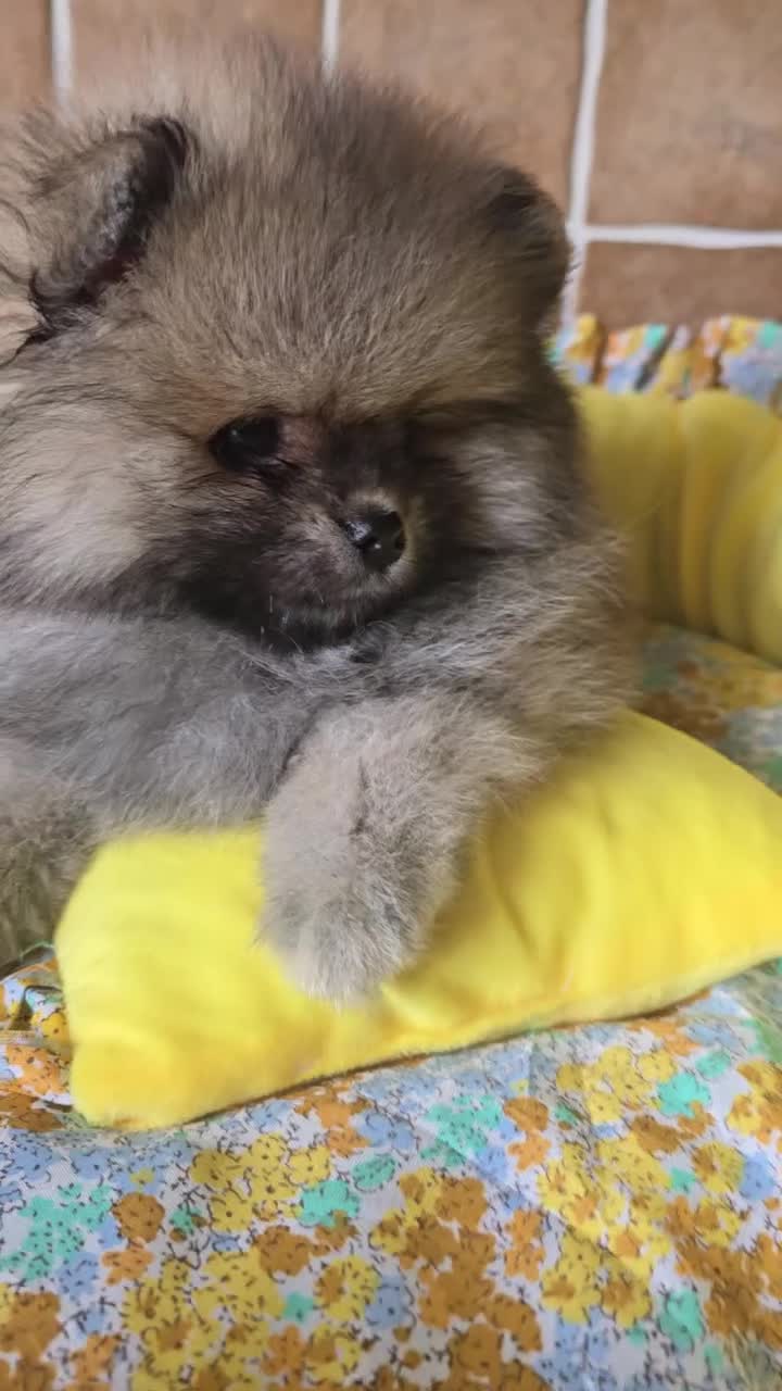 Pomeranian dogs for sale: Stunning teddy faces puppys - Video 1