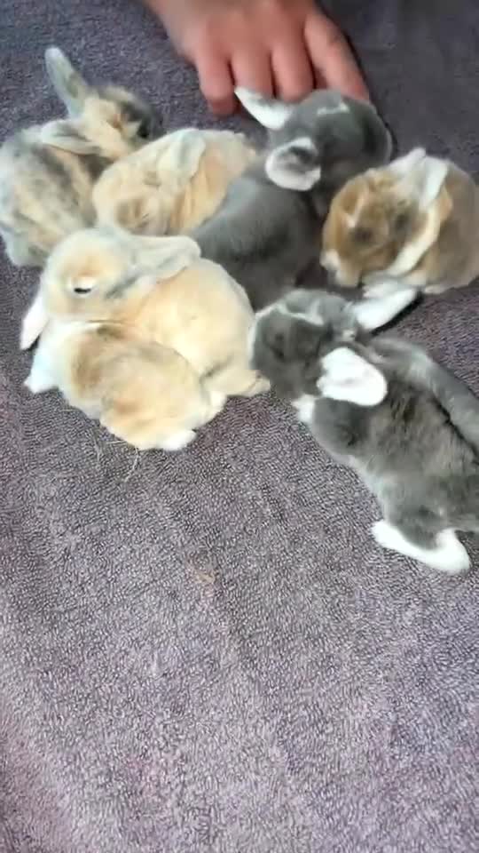 Mini Lop rabbits for sale: Mini lion lop & mini loop - Video 1