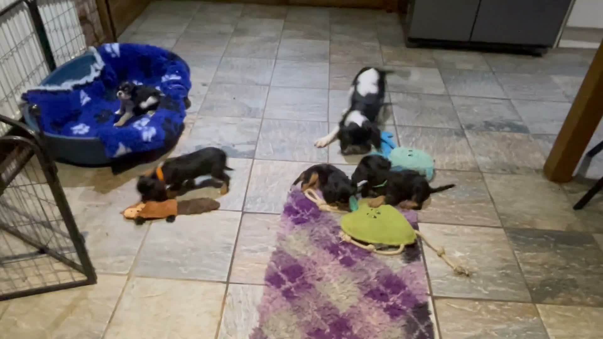 Cavalier King Charles Spaniel dogs for sale: Cavalier King Charles puppies  - Video 1