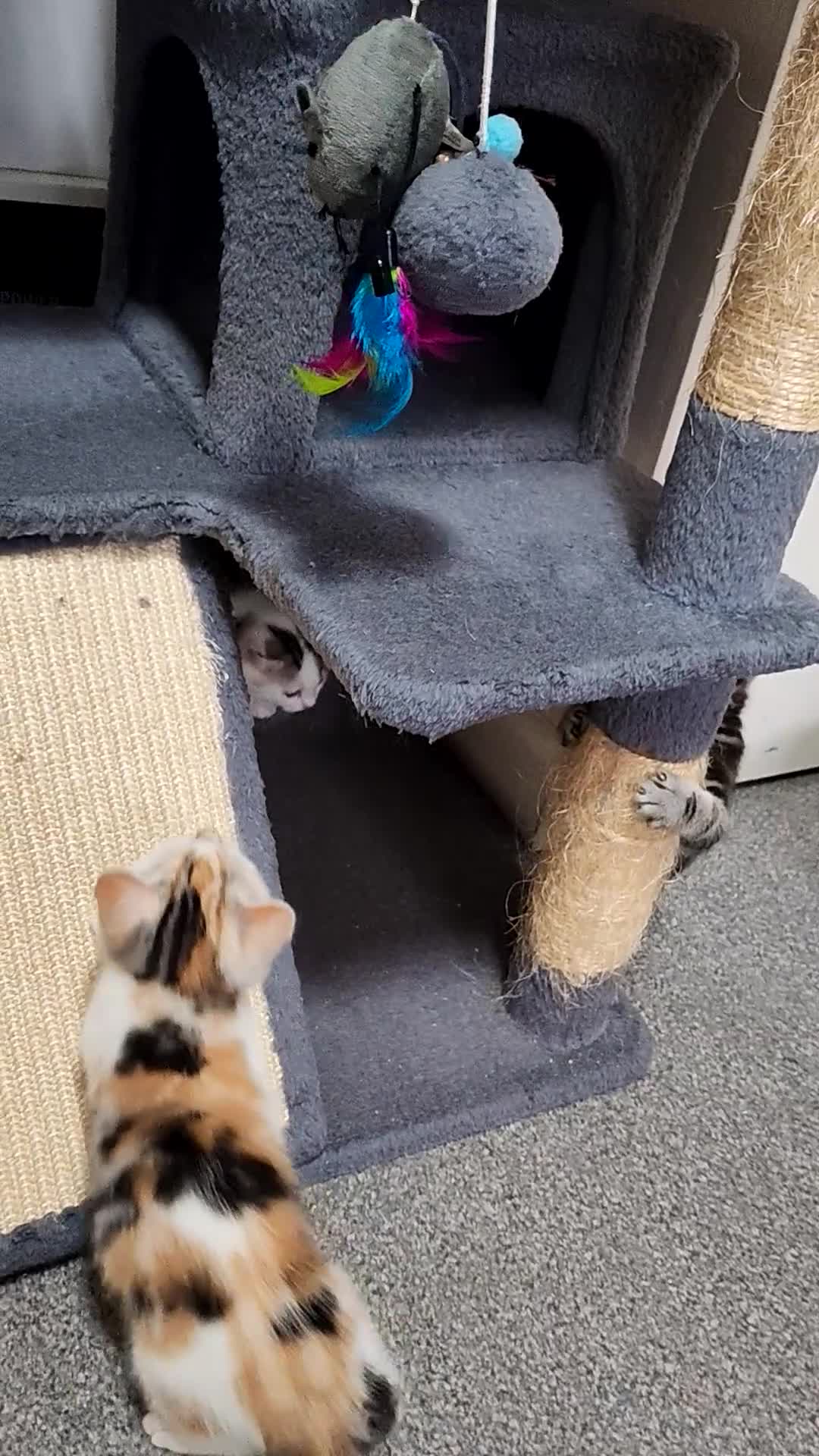 Mixed Breed cats for sale: Cute Bengal mix Kittens looking for loving homes🐱 - Video 4