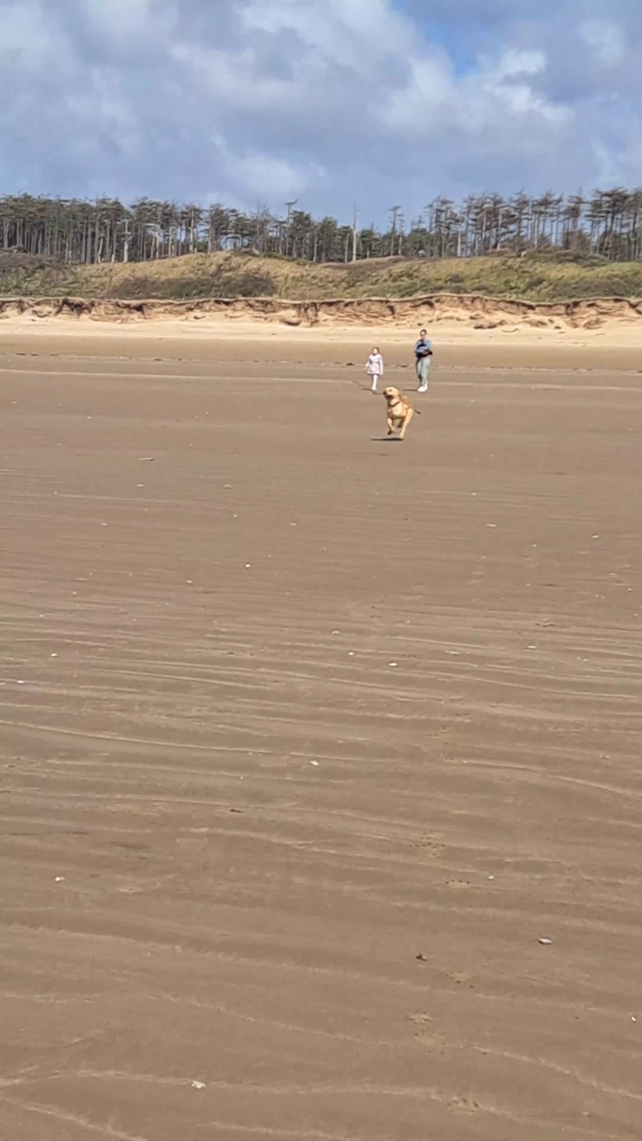 Labrador Retriever dogs for stud: George - Pedigree - Labrador - 2 Yrs Old in Dartmouth - Video 1