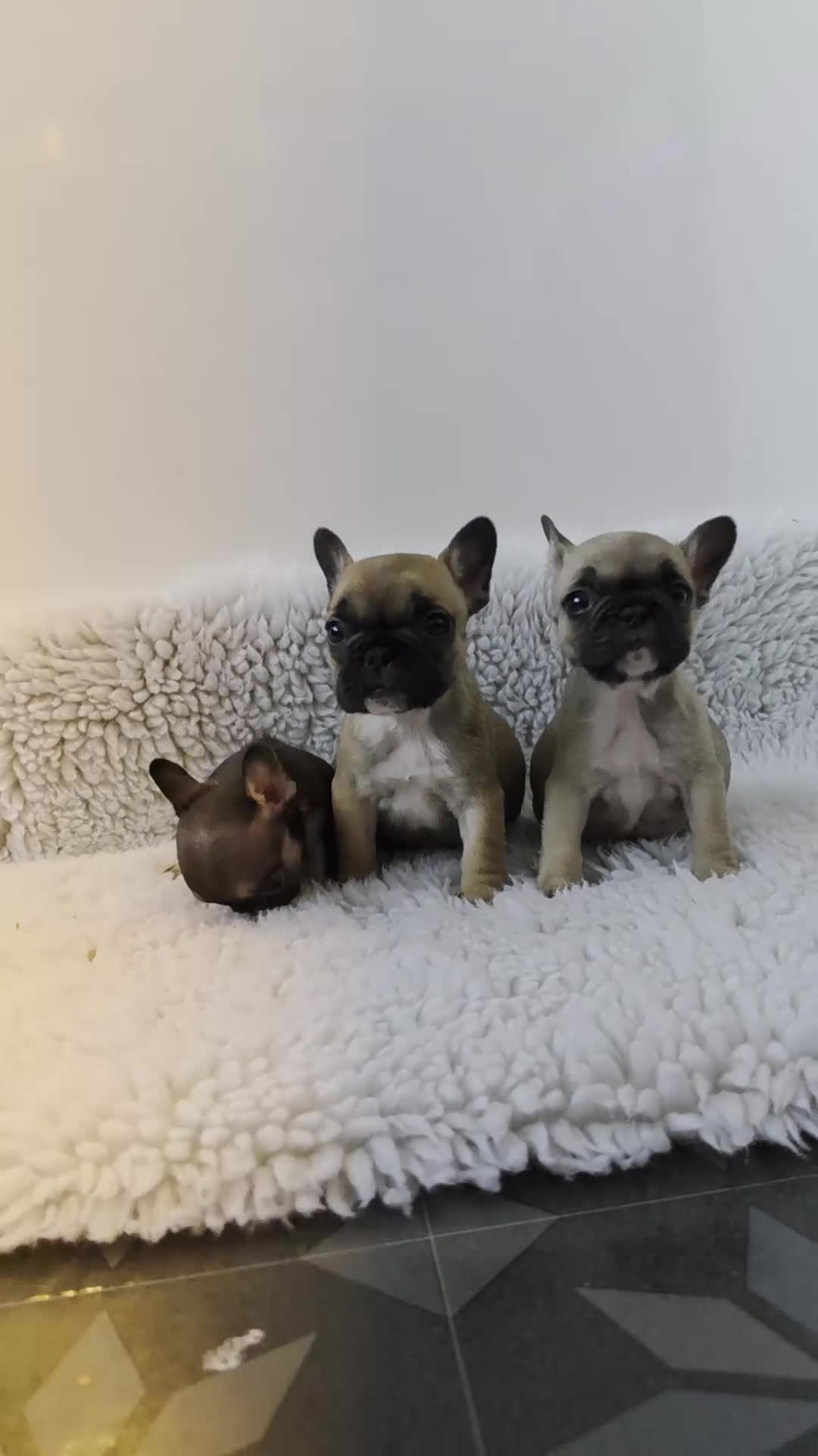 French Bulldog dogs for sale: Kc reg french bulldog puppies in Ferndale - Video 1