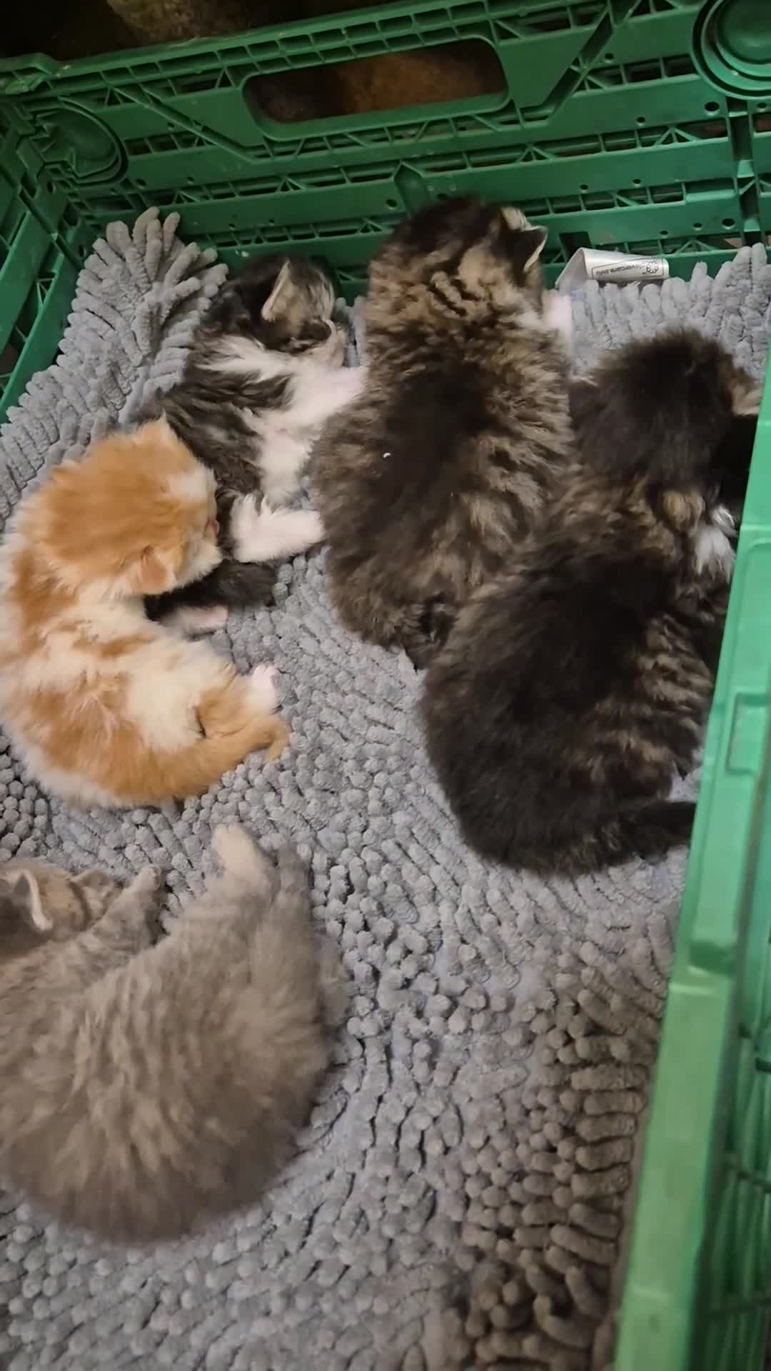 Persian cats for sale: Persian and exotics kittens  - Video 3