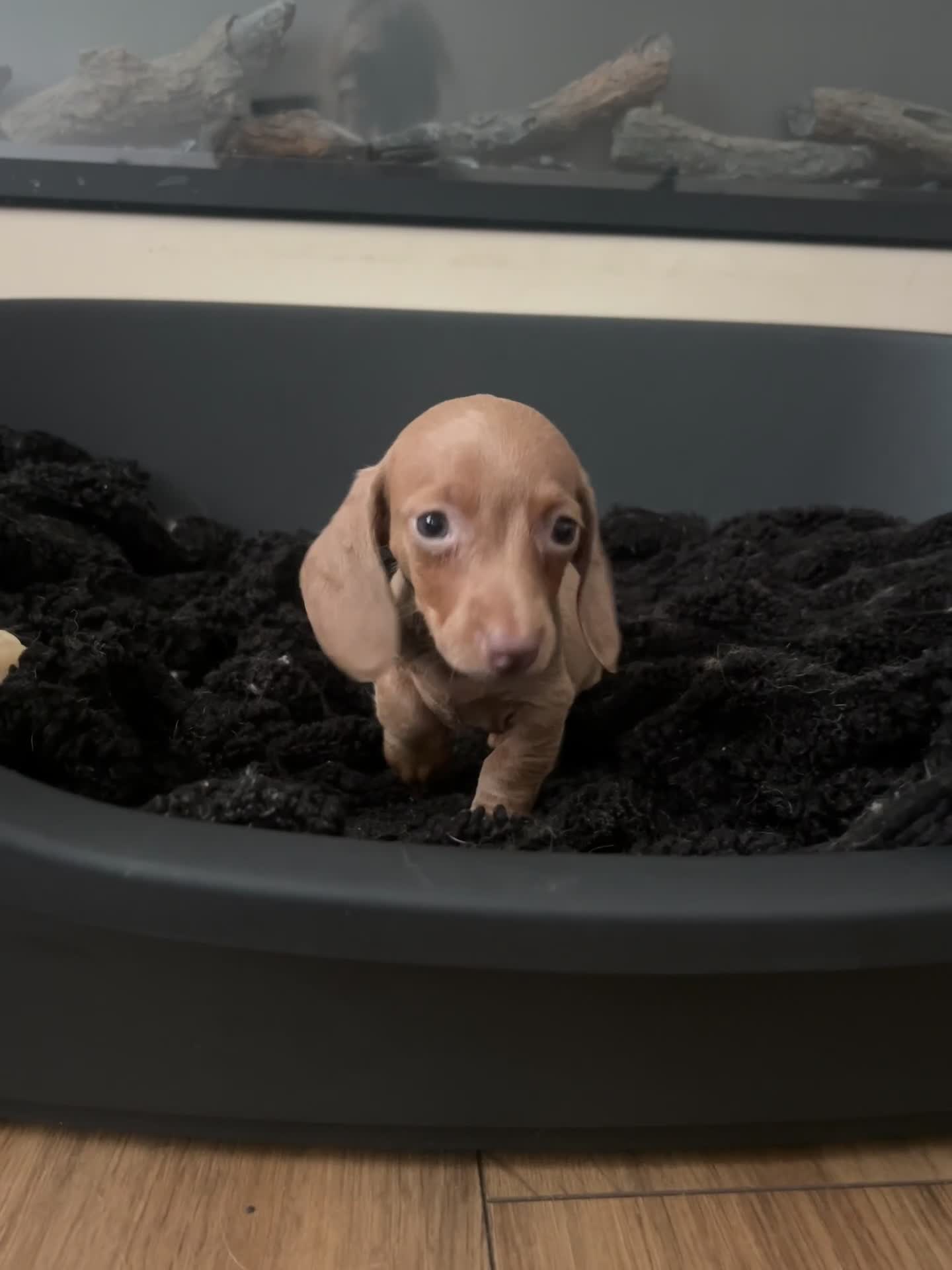 Miniature Dachshund dogs for sale: Perfecf kc true miniature dachshunds - Video 1