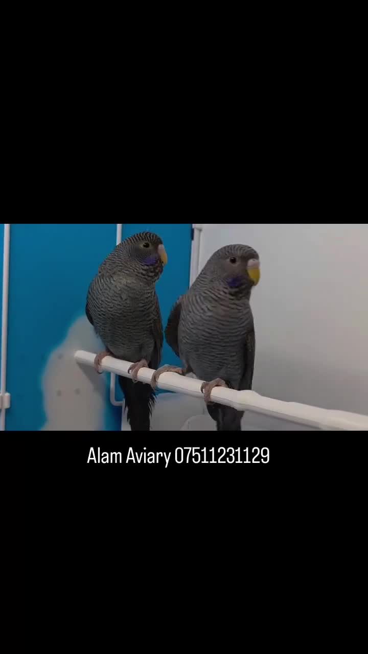 Budgerigars birds for sale: Stunning Budgies, various colors & Mutations - Video 1