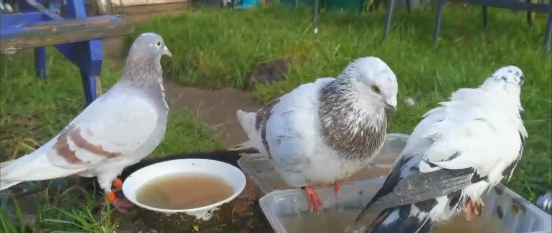 Pigeons birds for sale: TAME Adult Pet Pigeons & Pairs [Fancy Breeds] - Video 1
