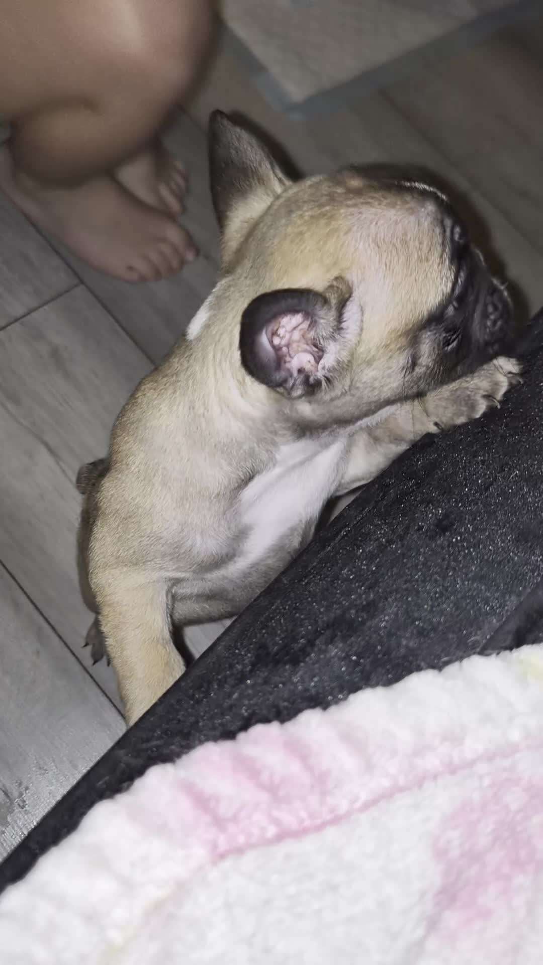 Mixed Breed dogs for sale:  Female Hybrid Bulldog Pups - Video 2