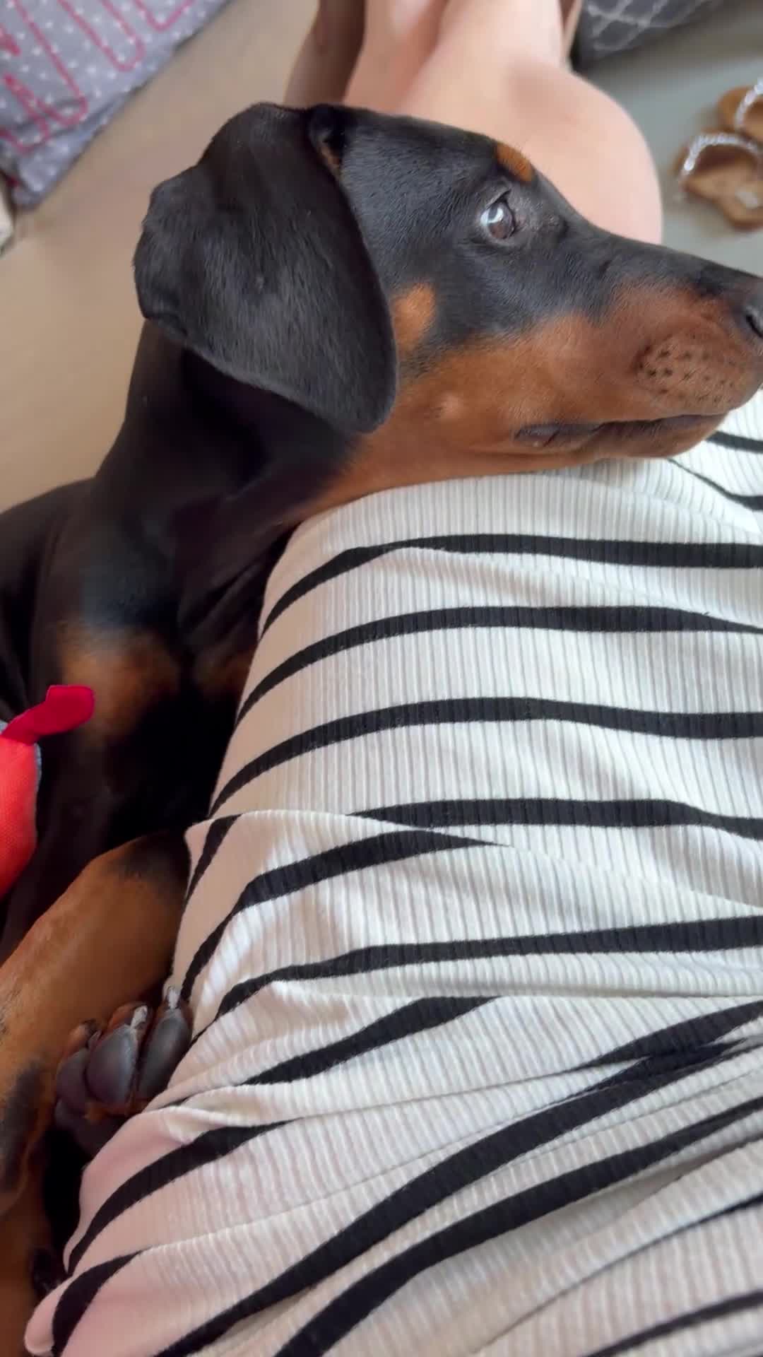 Dobermann dogs for sale: Dobermann male pup  in Southampton - Video 1