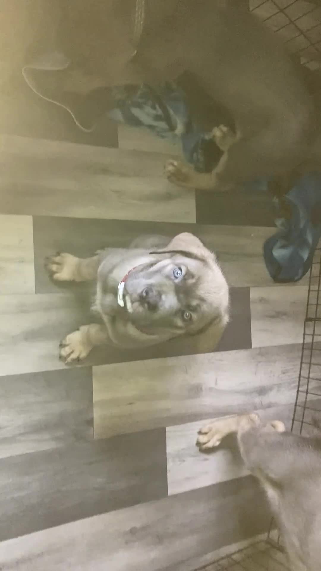 Cane Corso dogs for sale: Big furry floofballs - Video 2