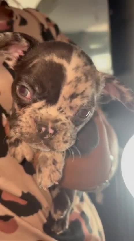 French Bulldog dogs for sale: French bull dog puppys - Video 1