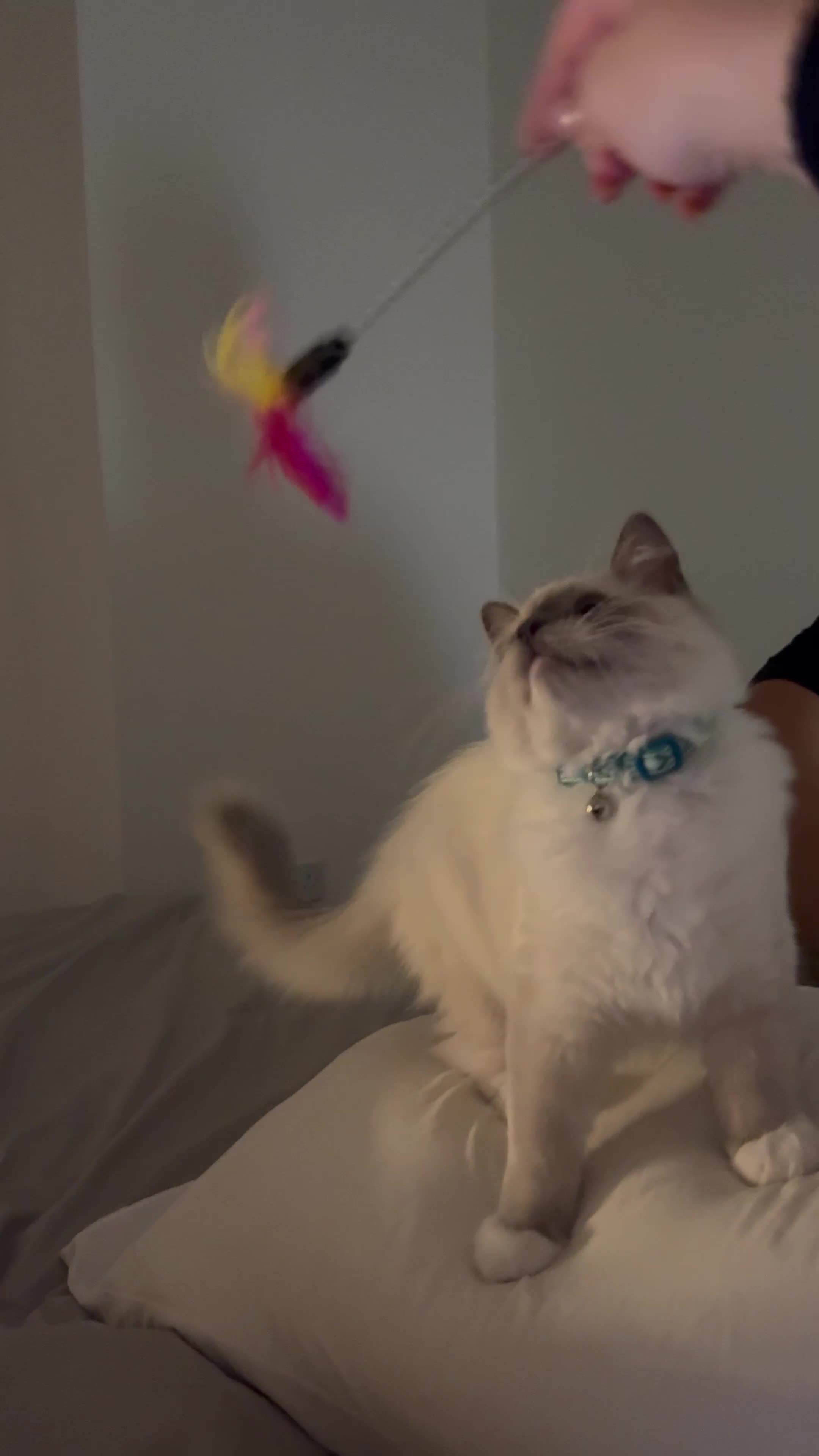 Ragdoll cats for sale: Beautiful Ragdoll kitten looking for loving home  - Video 2