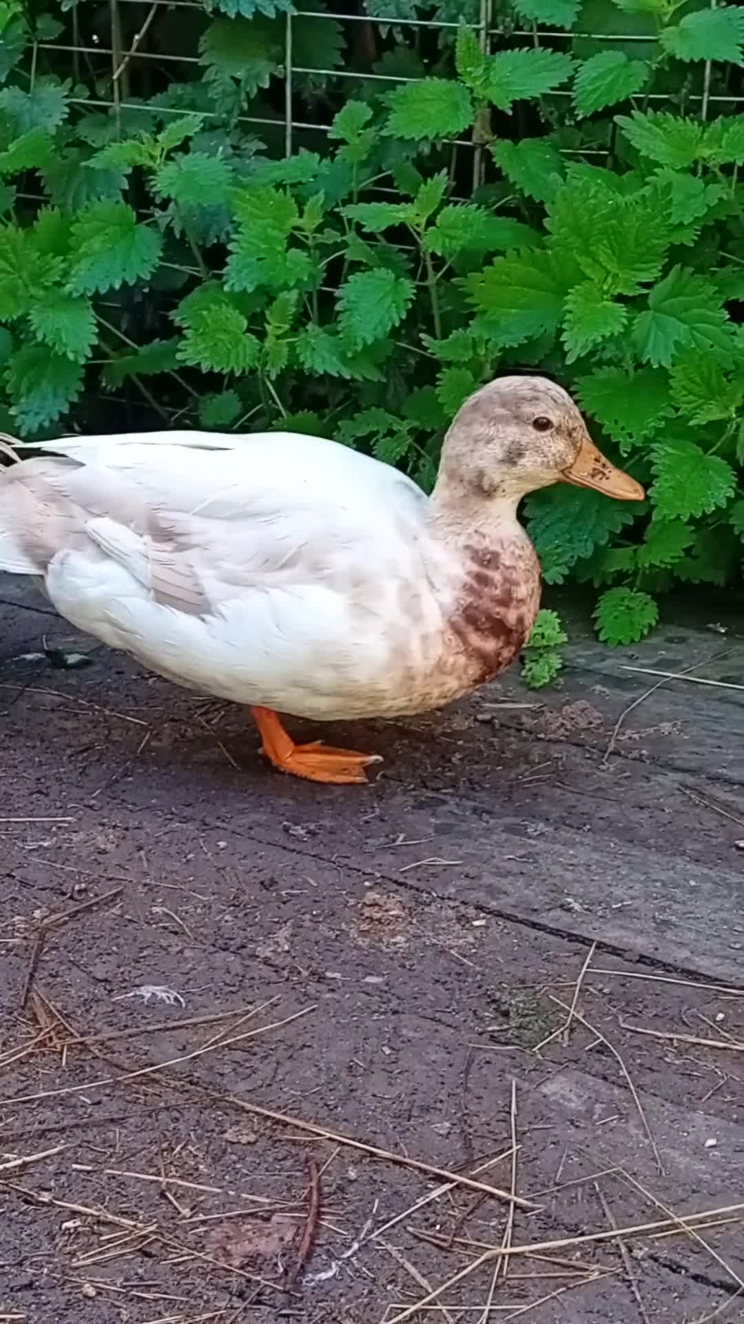 Ducks poultry for sale: Miniature Pet Drakes Looking for a Home Together - Video 1