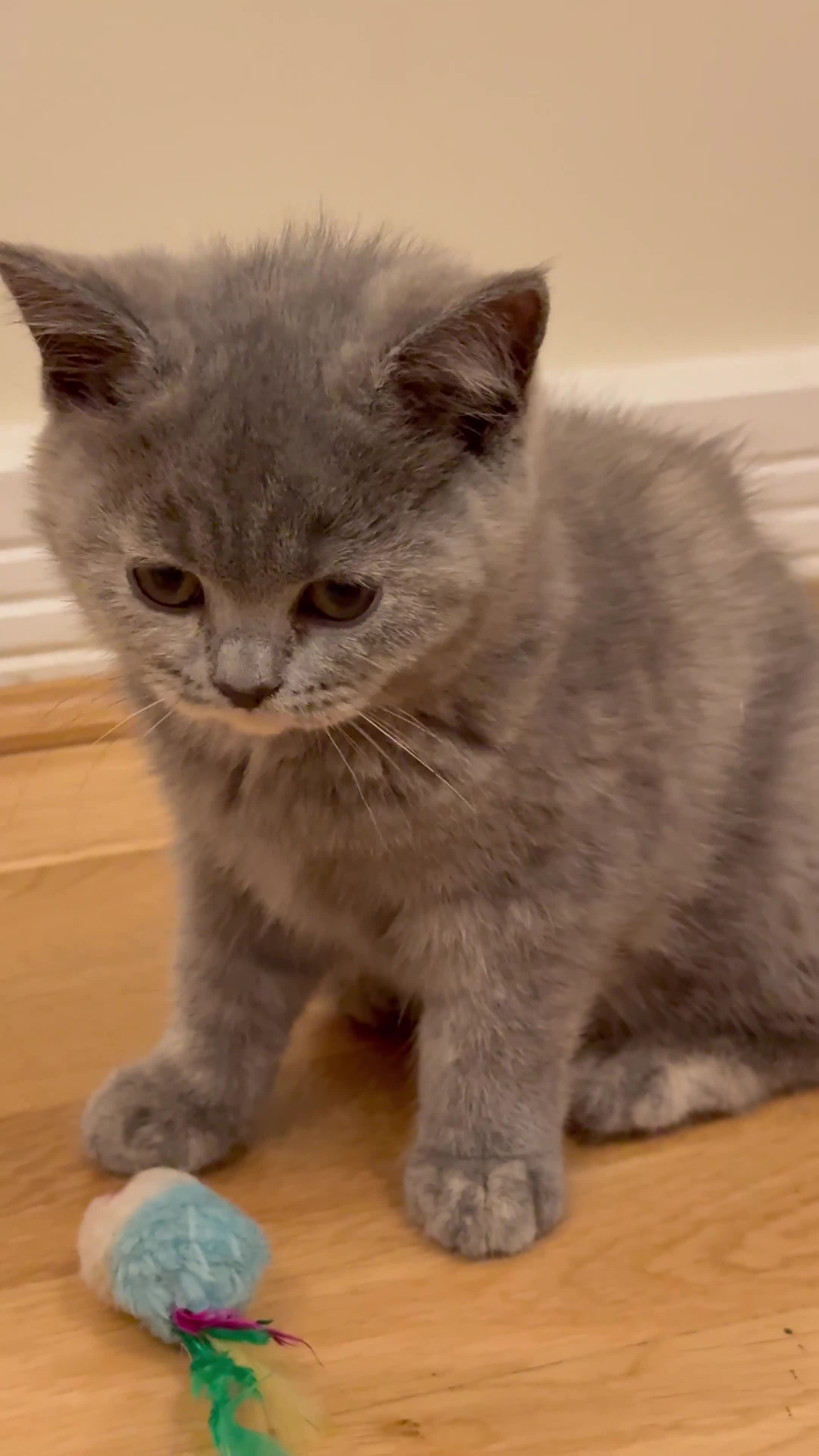 British Shorthair cats for sale: Beautiful Kitten ready to leave  - Video 2