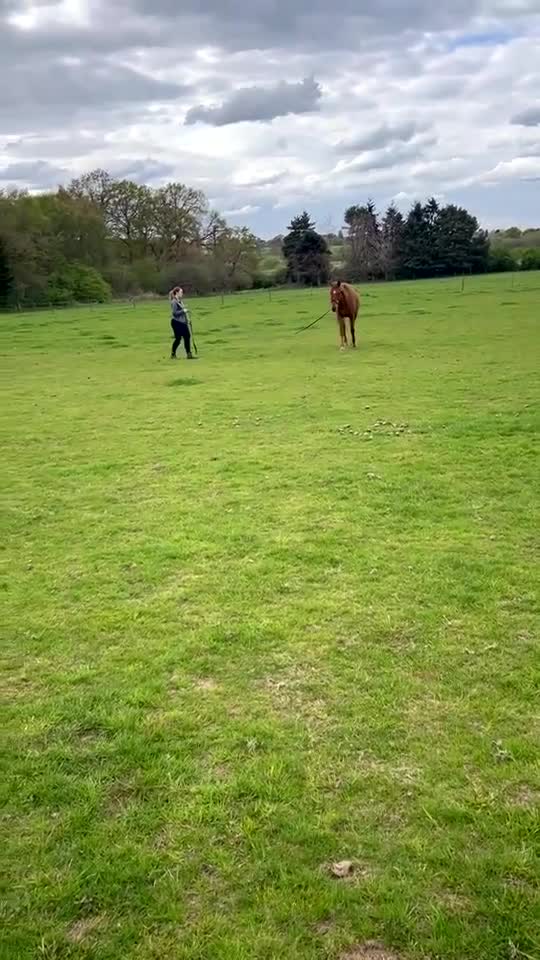 English Thoroughbred horses for sale: Sir John with tack  - Video 2