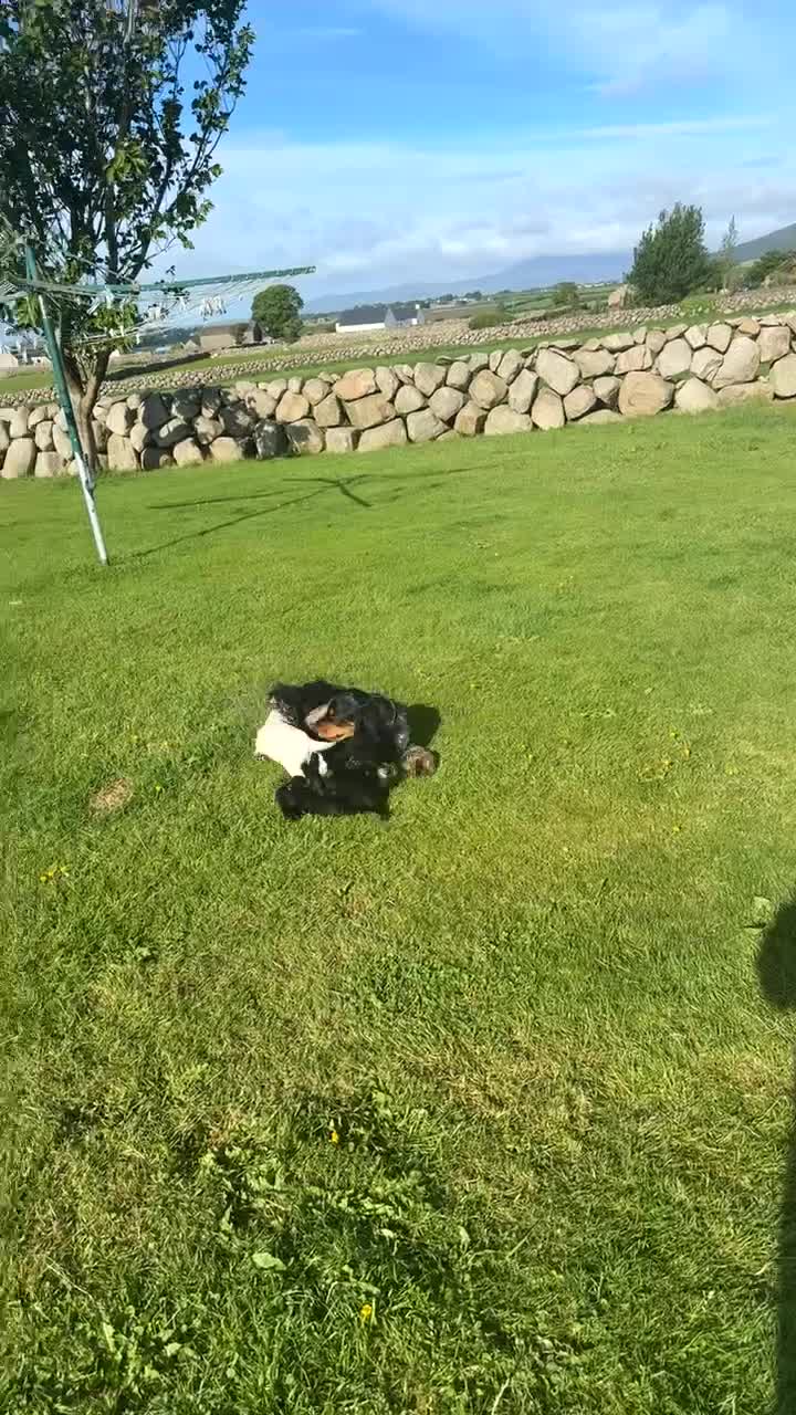 Cocker Spaniel dogs for sale: Kc show cocker spaniels  in Newry - Video 2