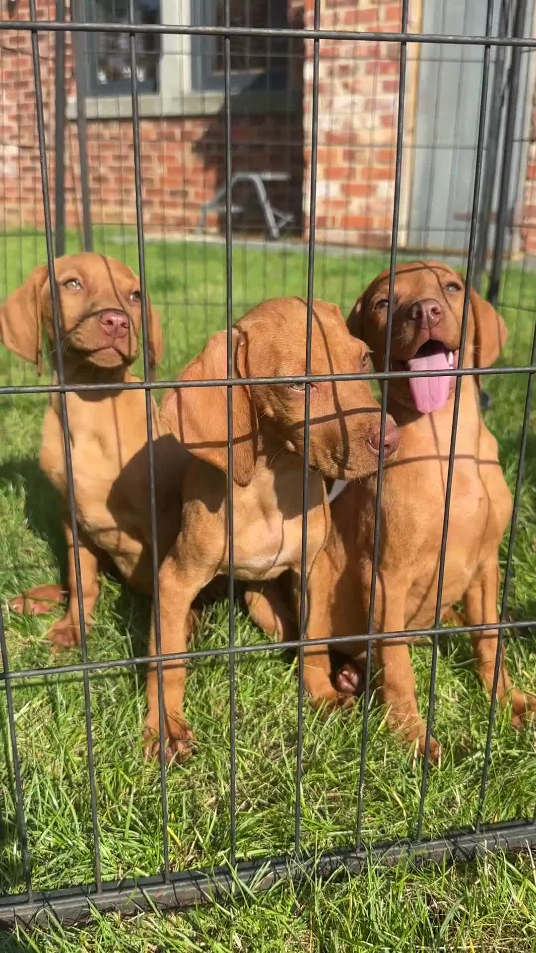 Hungarian Vizsla dogs for sale: 🐾KC Registered Hungarian Vizsla puppies🐾 - Video 2