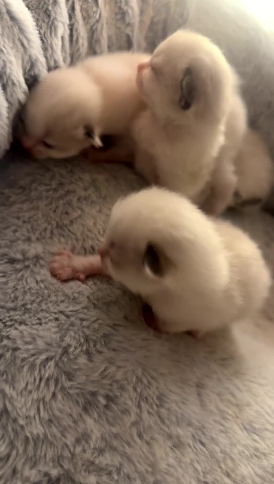 Ragdoll cats for sale: Five Beautiful Pure Breed Ragdoll Kittens🤍 - Video 2