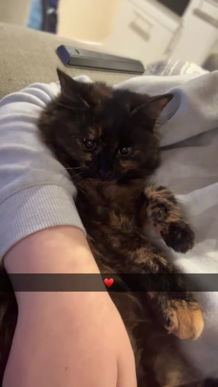 British Longhair cats for sale: Female 1 year old cat  - Video 1