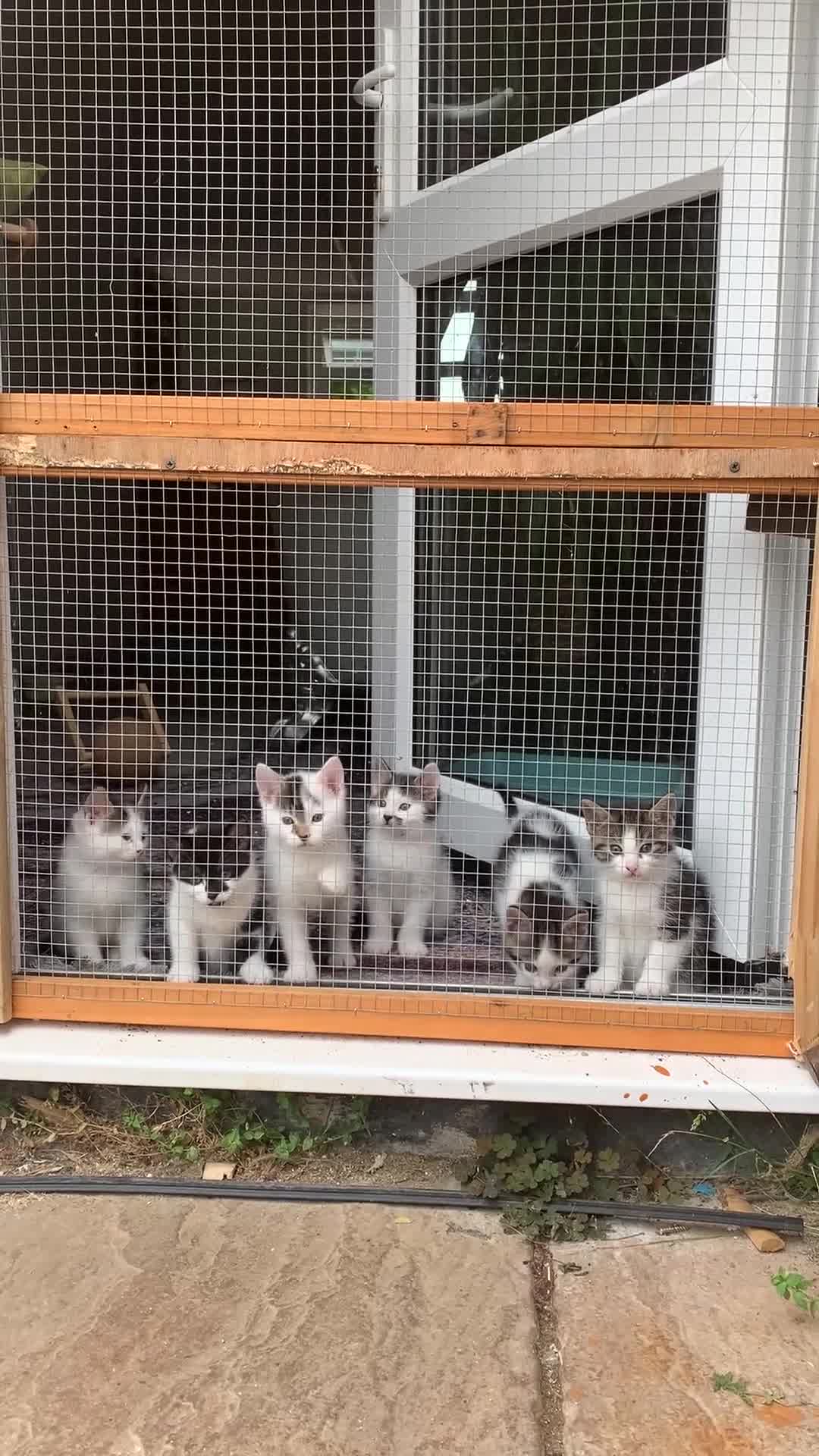 British Shorthair cats for sale: British Shorthair Kittens - Video 3
