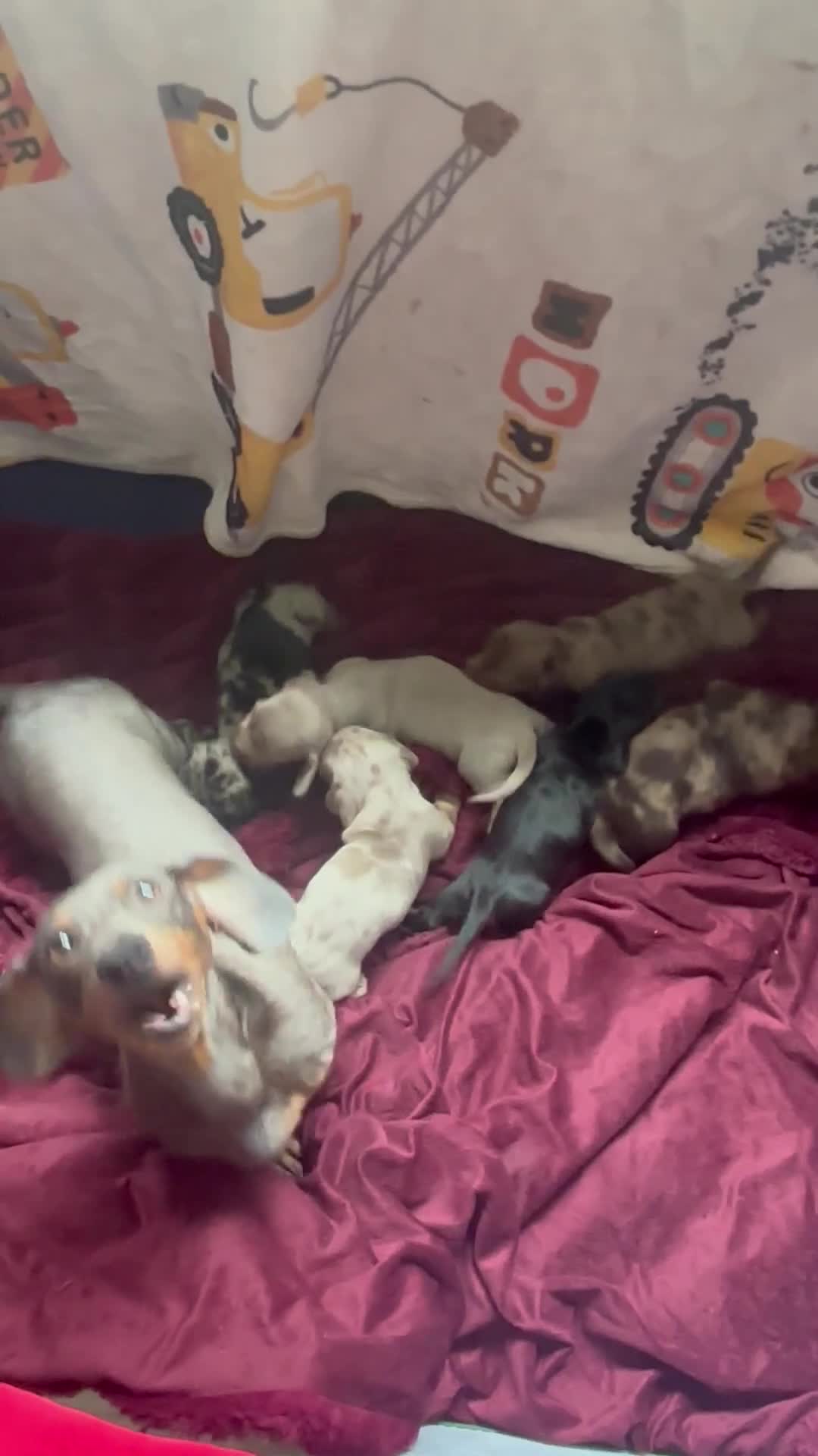 Miniature Dachshund dogs for sale: Miniature dachshund - Video 2