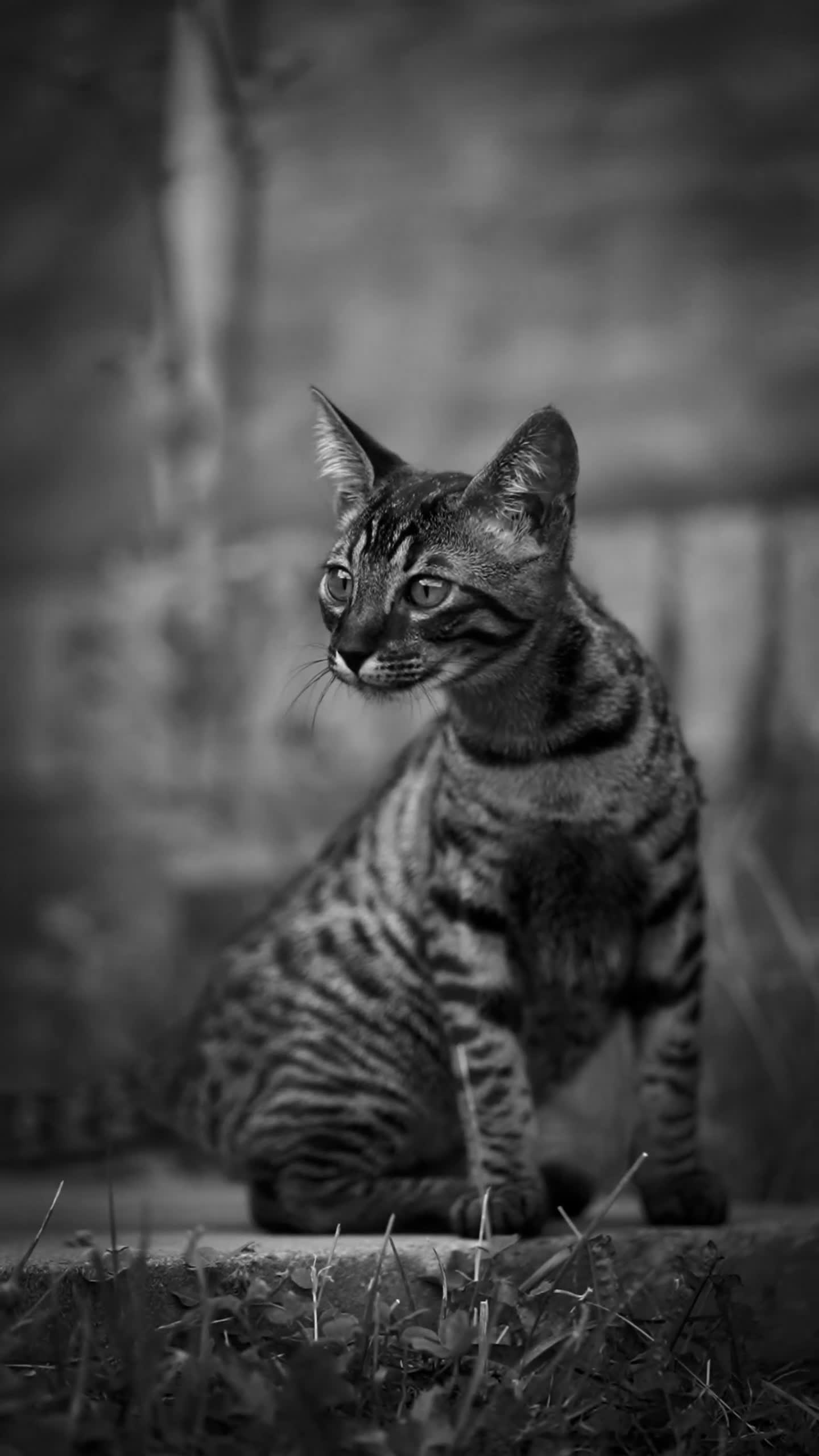 Savannah cats for sale: Savannah F5 cat female 9 months  - Video 1