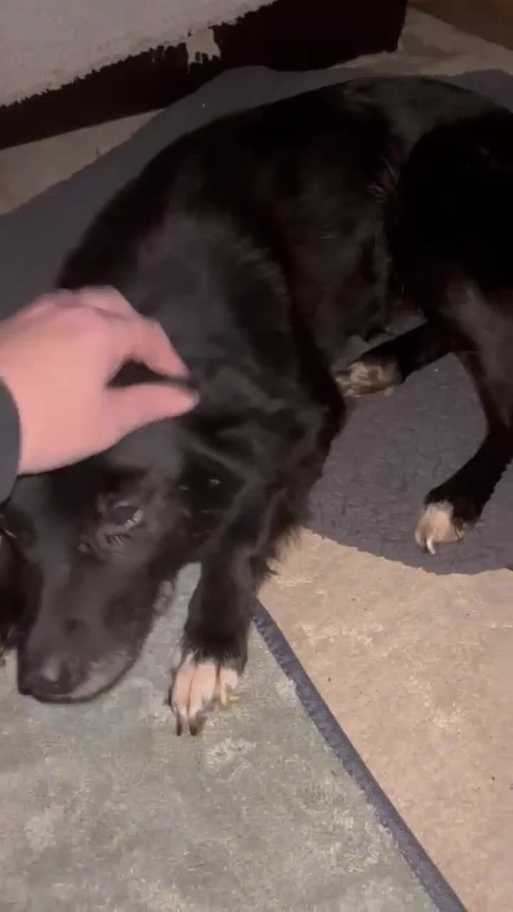 Mixed Breed dogs for adoption: Venus for adoption - Video 1