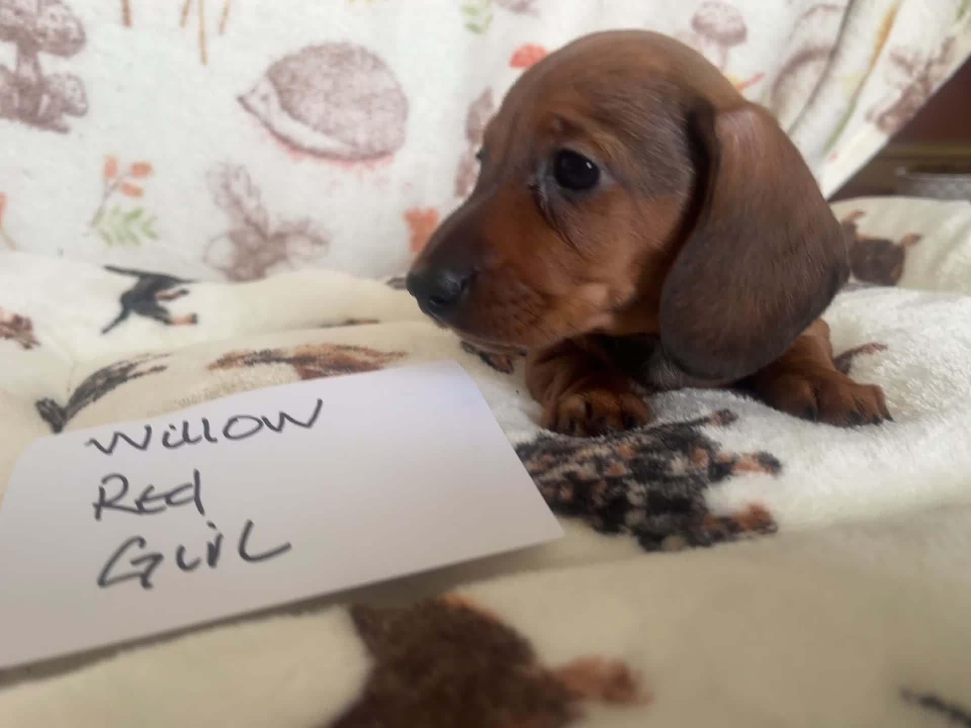 Miniature Dachshund dogs for sale: Dachshund-mini smooth - Video 1