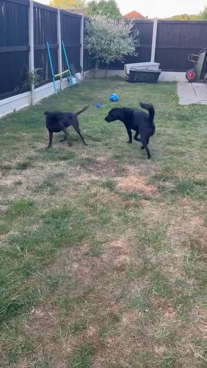 Mixed Breed dogs for adoption: Sweet Soleil is looking for her forever family in Colchester - Video 3