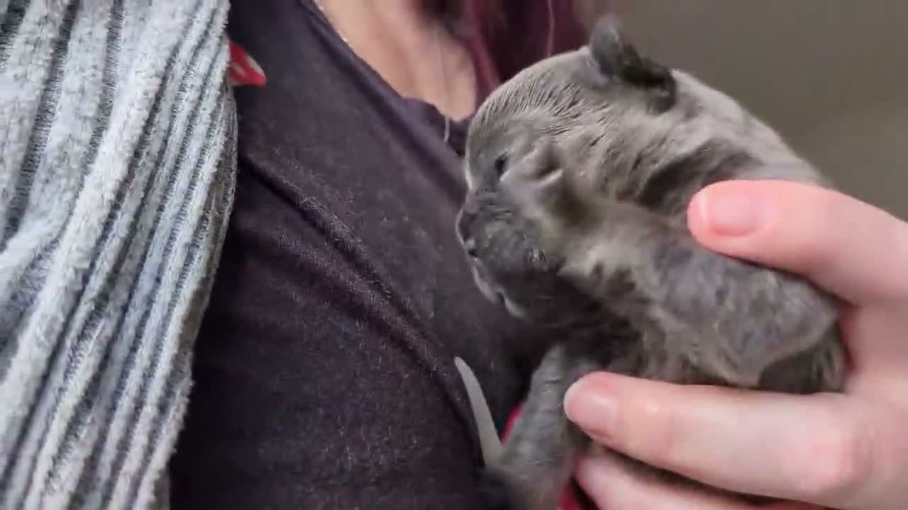 French Bulldog dogs for sale: French bulldog female  - Video 2