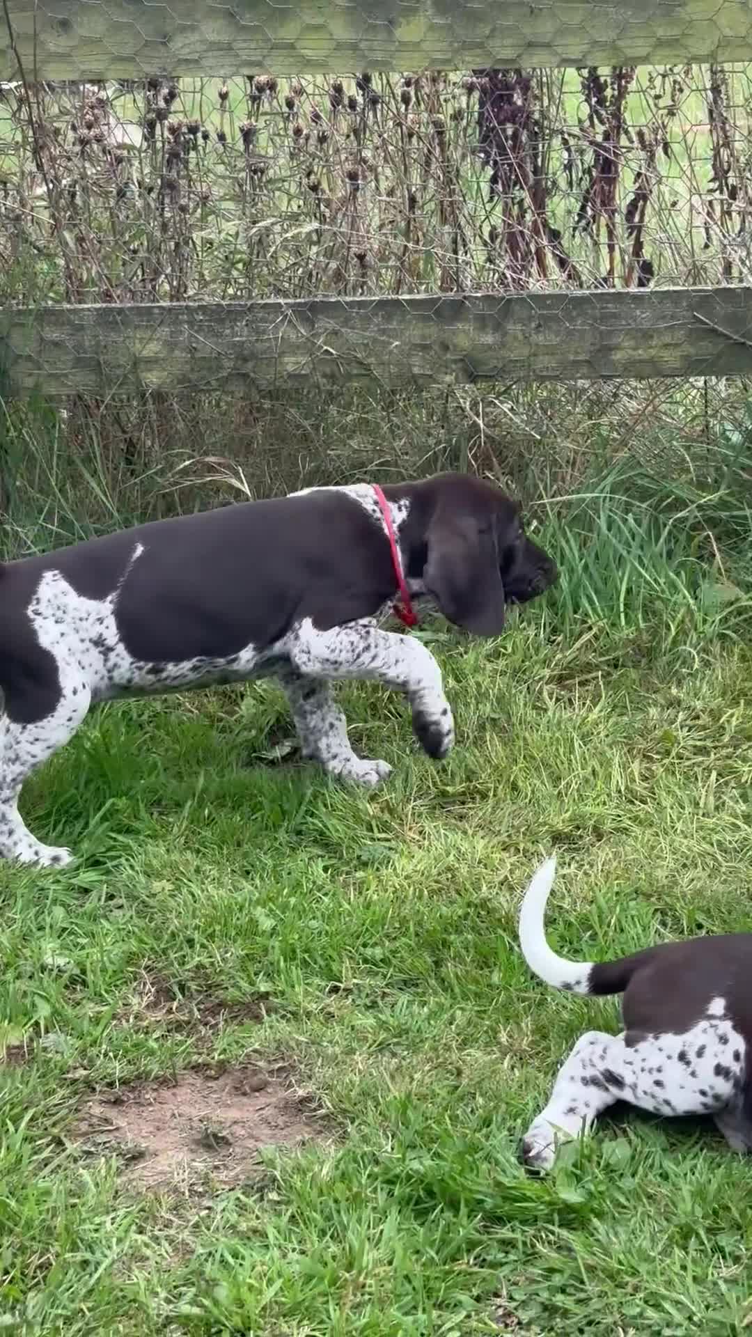German Shorthaired Pointer dogs for sale: Healthy,Happy KC Registered GSP pups.  - Video 3