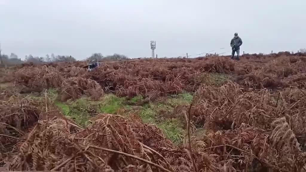 Mixed Breed dogs for adoption: Rocky Bluetick Coonhound  - Video 1